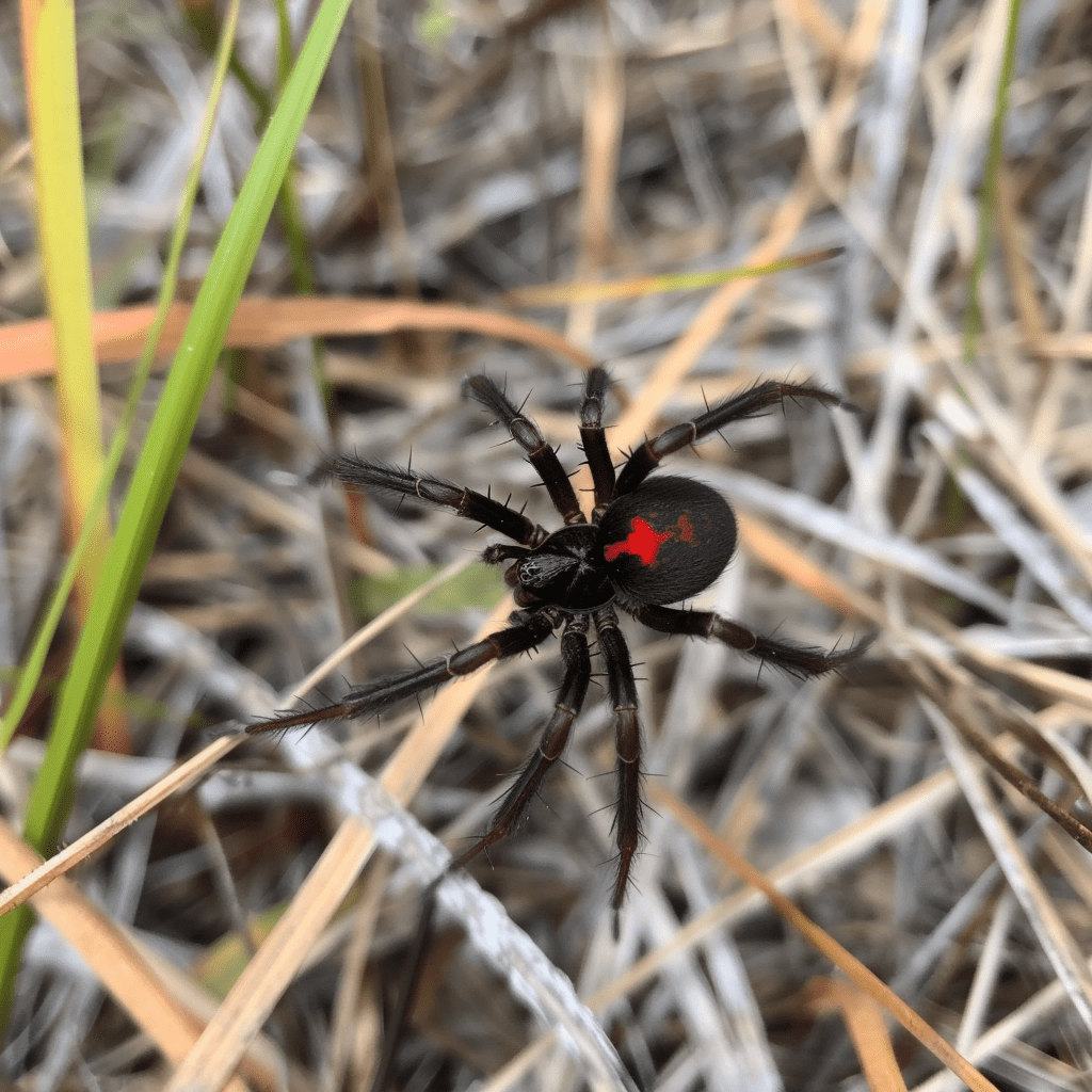 black widow pest control near me