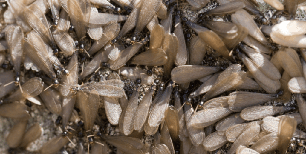 discarded termite wings