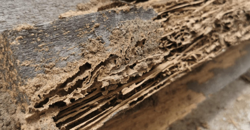 termite damage