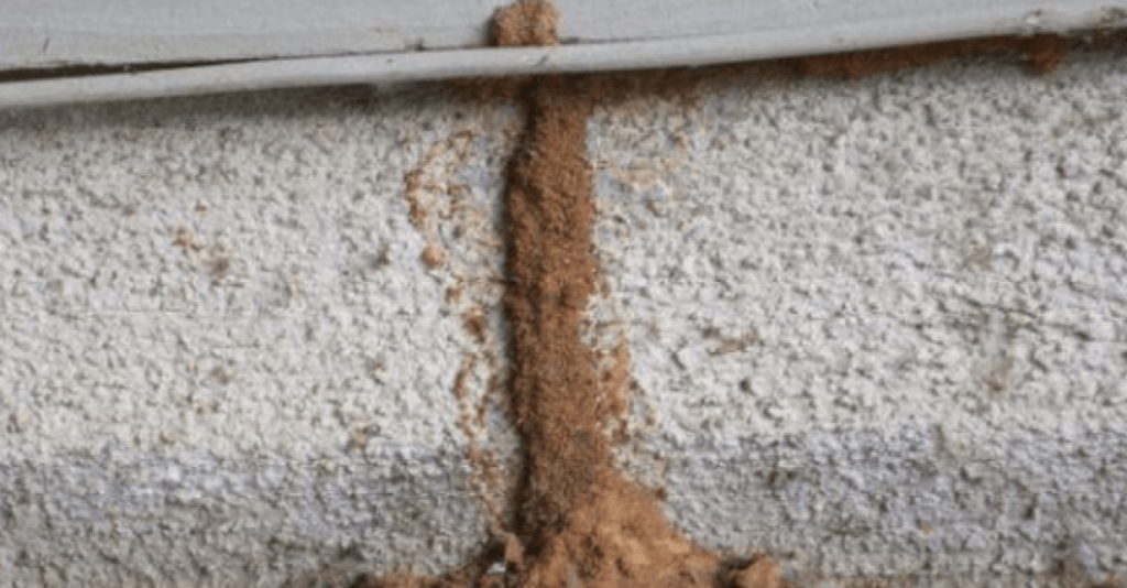 termite mud tubes